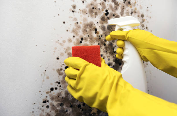 Best Mold Damage Repair  in Brunswick, NC
