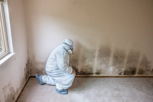 Best Mold Removal Process  in Brunswick, NC