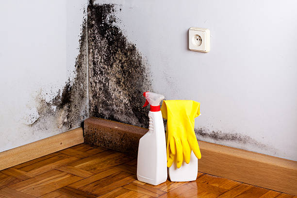 Brunswick, NC Mold Removal Company