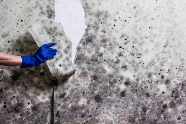 Best Professional Mold Removal  in Brunswick, NC